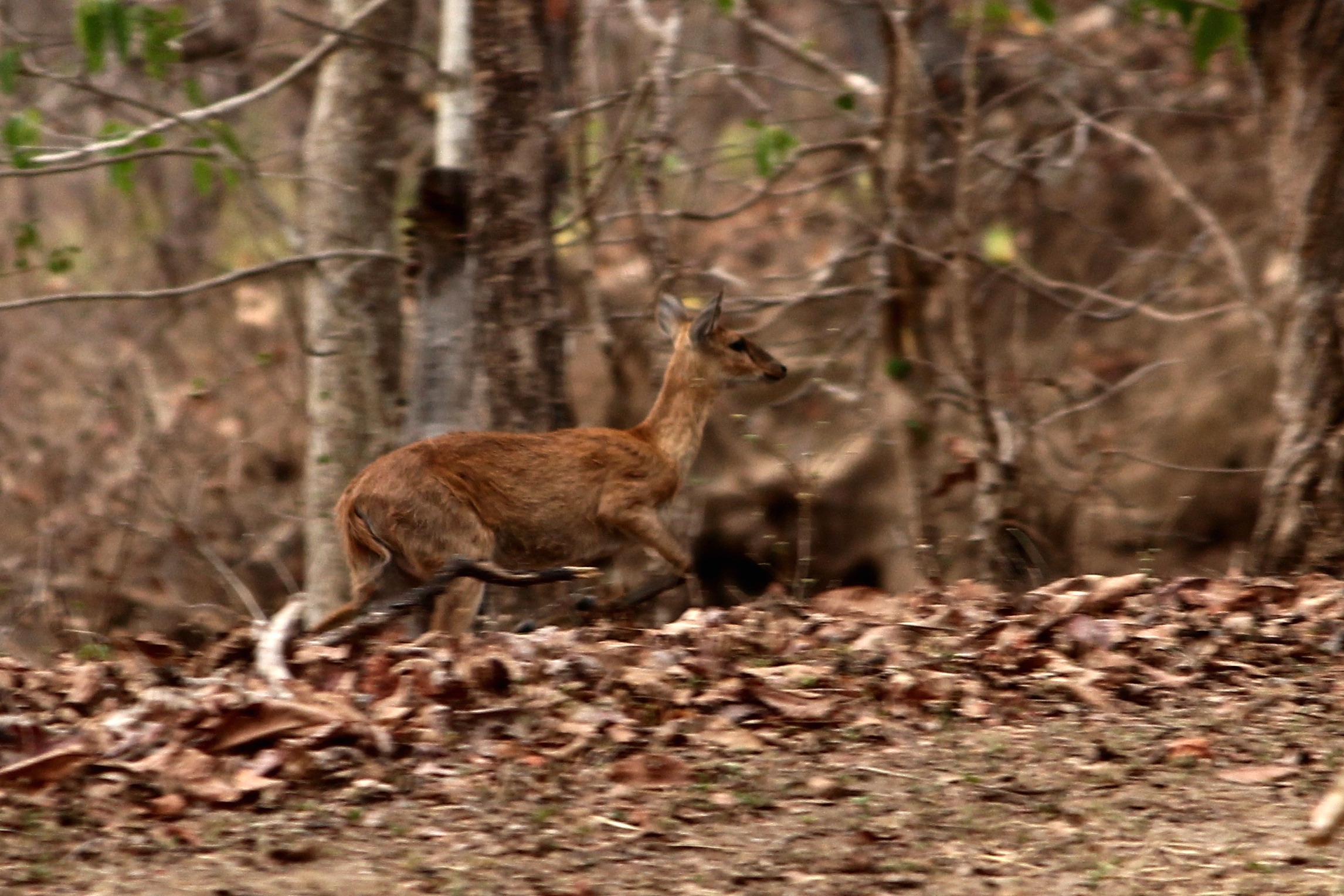 Four-horned Antelope in Satpuda