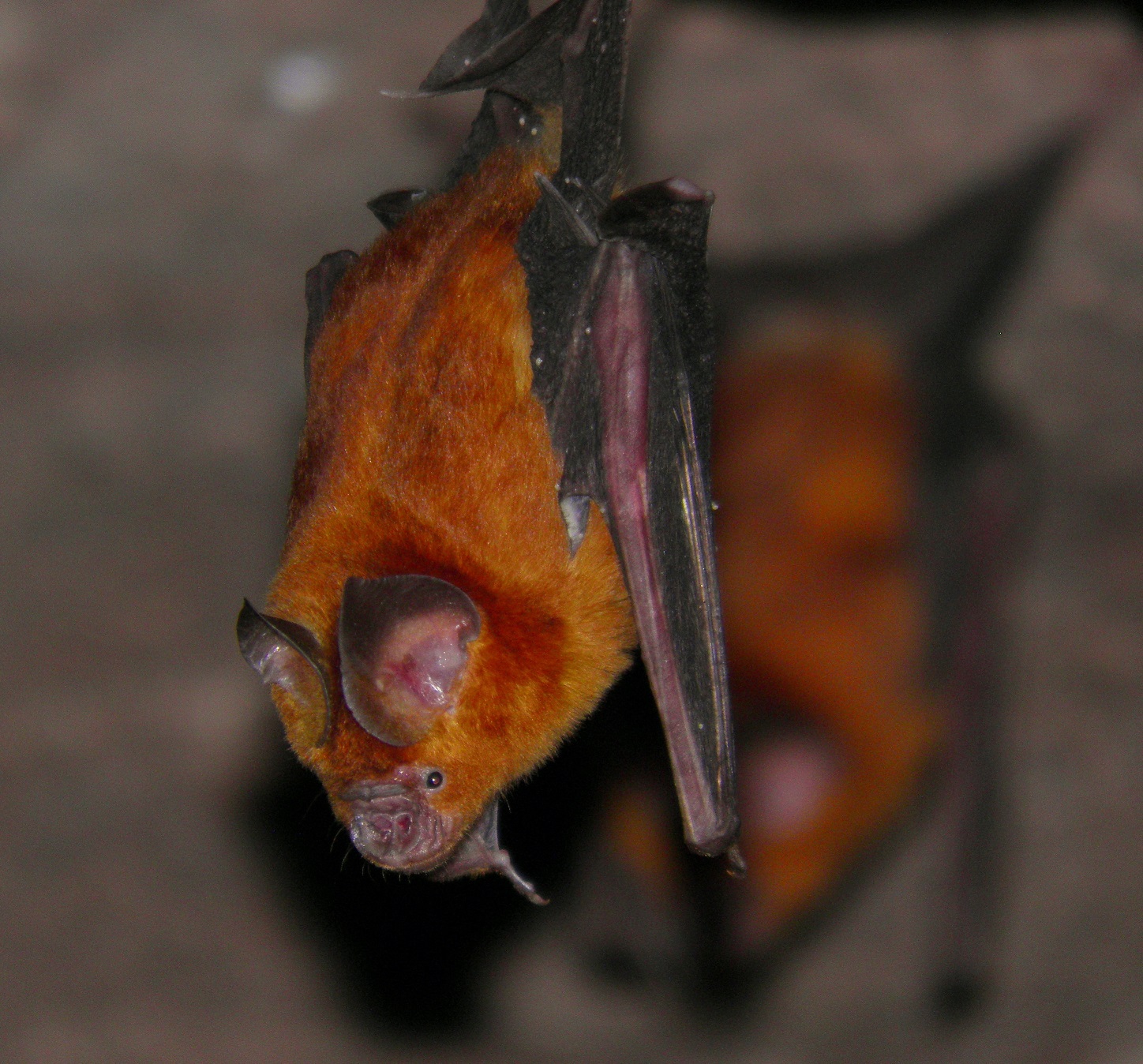 Schneider's leaf-nosed bat in central India.