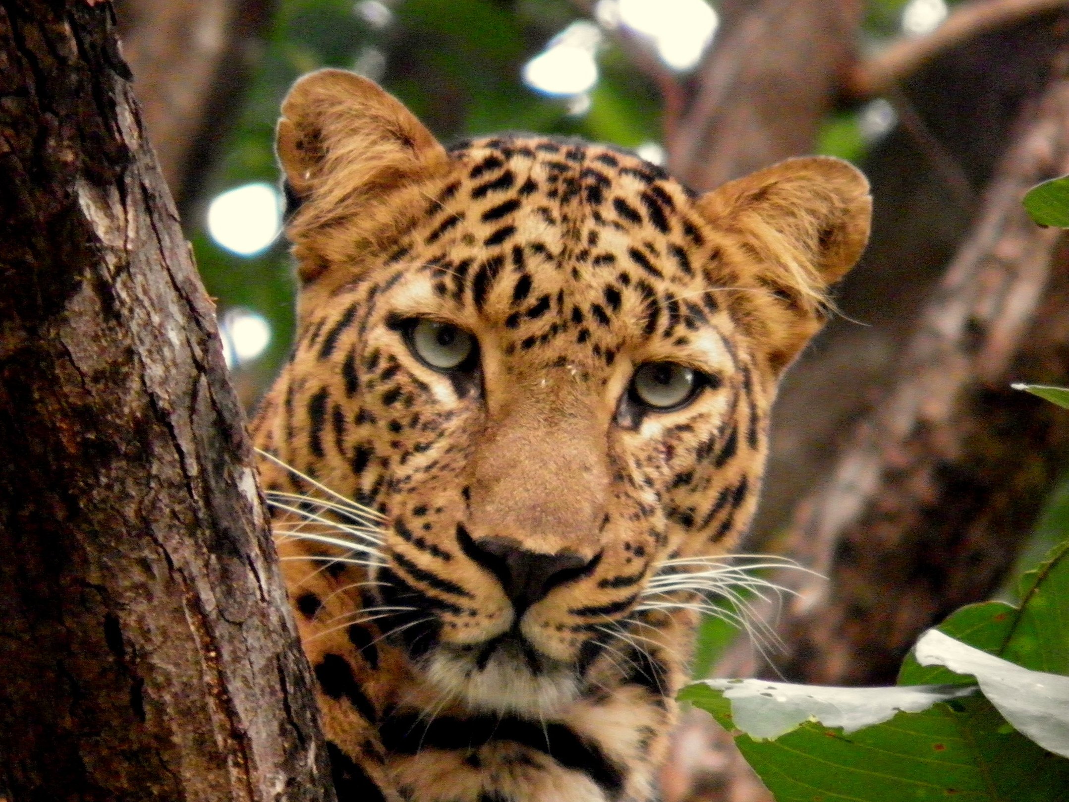 Indian Leopard in central India