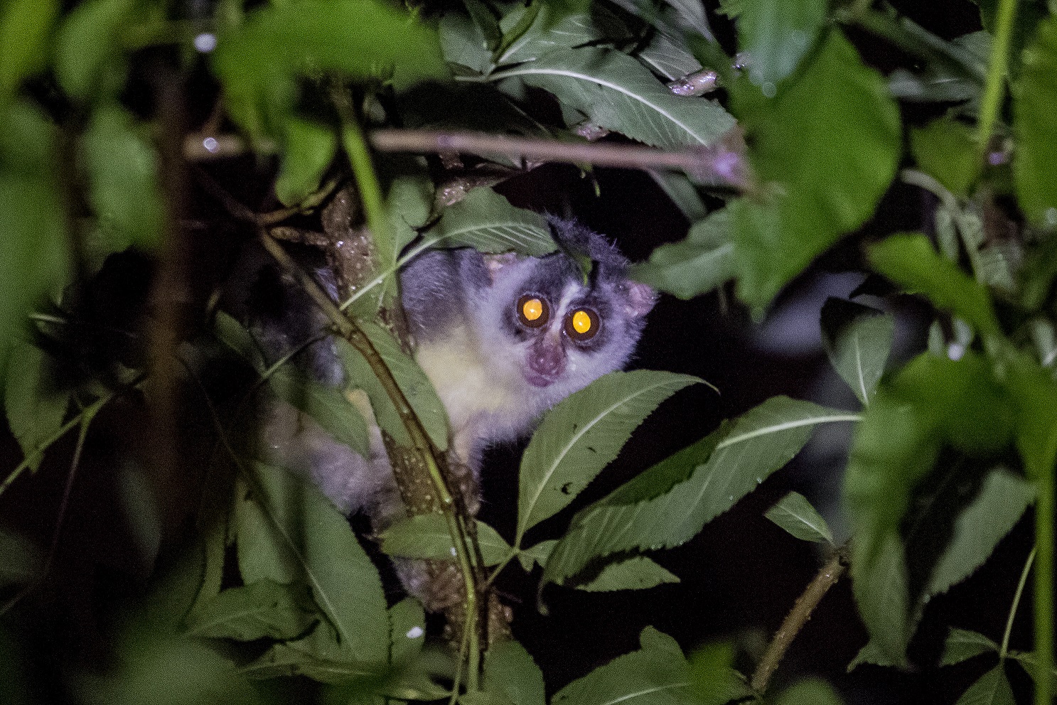 Slender Loris found in Bangalore urban area