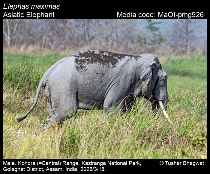 MaOI-pmg926
