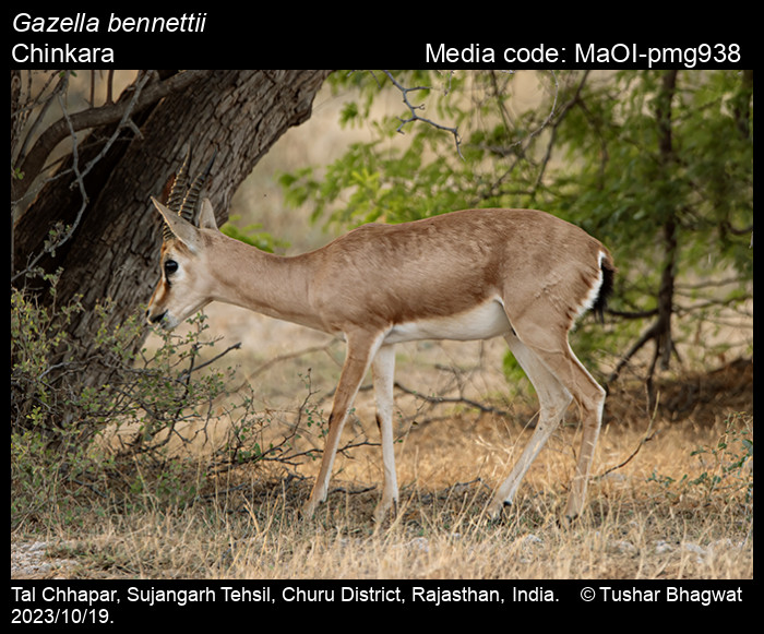MaOI-pmg938