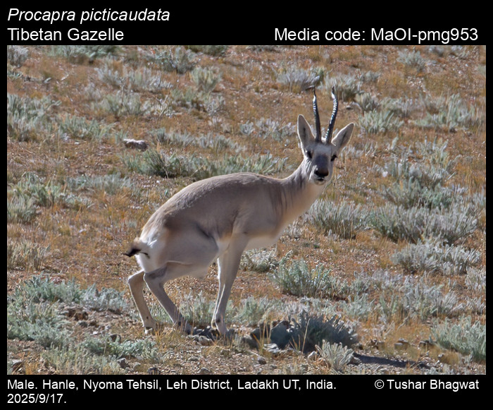 MaOI-pmg953