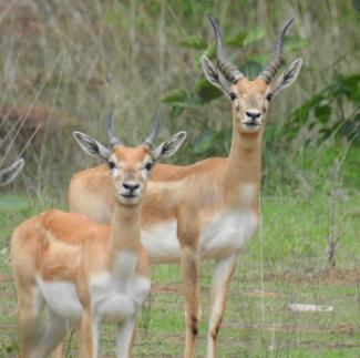 Blackbuck females in Gondia