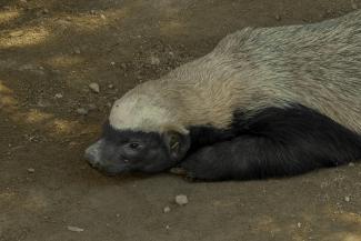 Honey Badger in central India